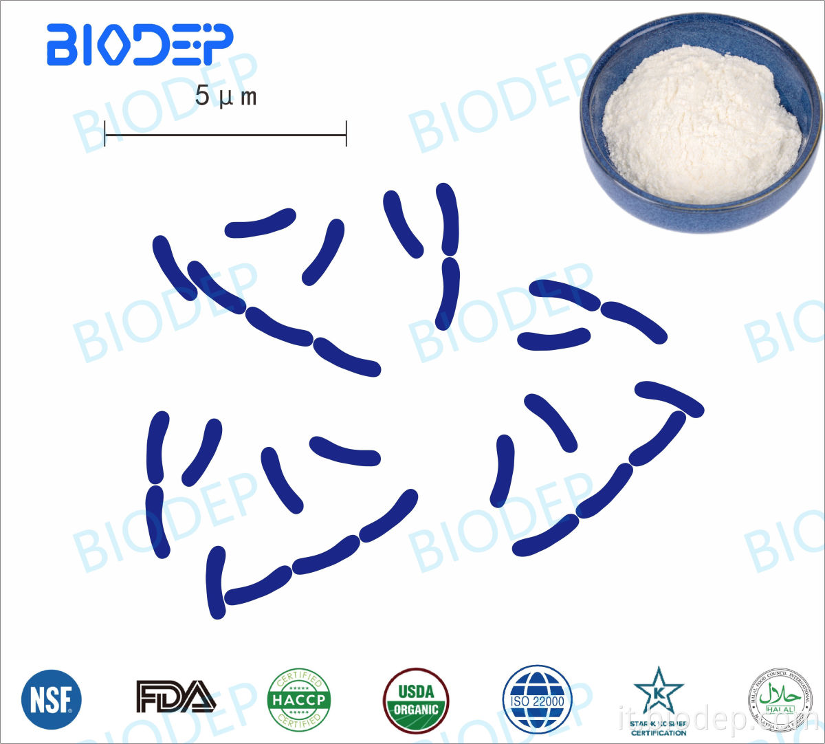 Lactobacillus crispatus